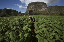 Vinales: piantagioni di tabacco