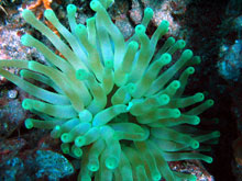 Foto subacquee: anemone