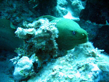 Foto subacquee: Cuba, immersioni 2008 - murena