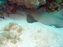 Foto subacquee: Cuba, immersioni 2008 - squalo nutrice