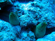 Foto subacquee: Cuba, immersioni 2008 - coppia di murene