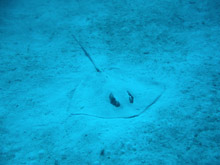 Cuba, immersioni 2008 - razza ad una profondità di 40 mt.