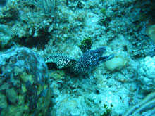 Foto subacquee: Cuba, immersioni 2008 - murena maculata