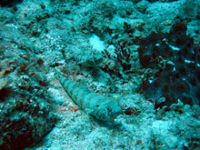 Cuba, immersioni 2008 - pesci lucertola