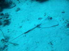 Cuba, immersioni 2008 - razza ad una profondità di 40 mt.