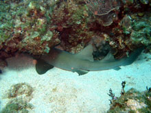Foto subacquee: Cuba, immersioni 2008 - squalo nutrice