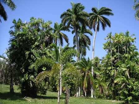 Jardin Botanico de Cienfuegos