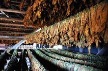 fabbrica del tabacco: essicazione foglie